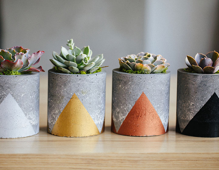 small succulents in planters